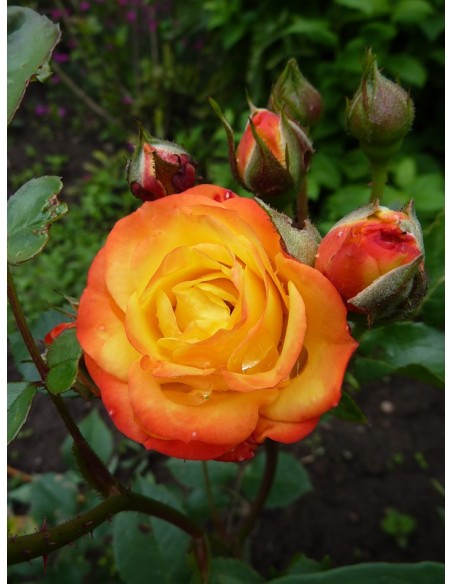 rumba rabatowe róze