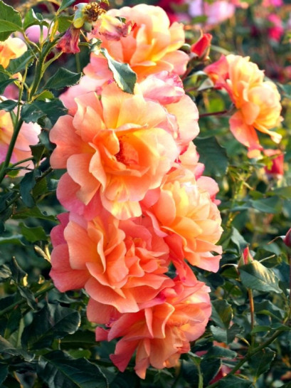 róża westerland parkowa
