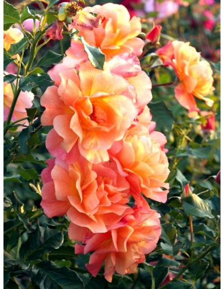 róża westerland parkowa