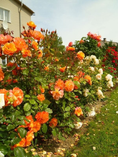 róza parkowa westerland