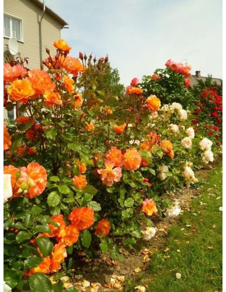 róza parkowa westerland