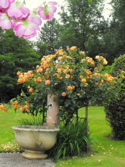 westerland parkowa roża