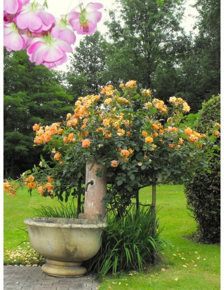 westerland parkowa roża