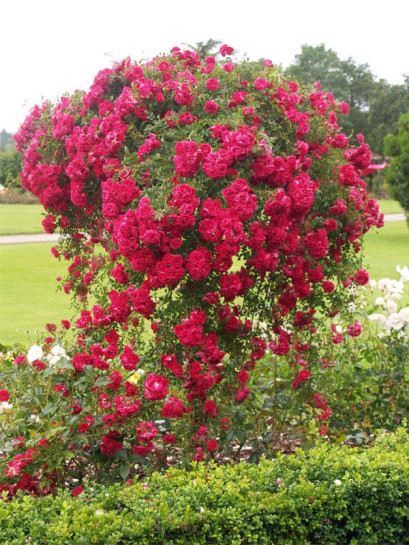 excelsa na pniu zwisająca