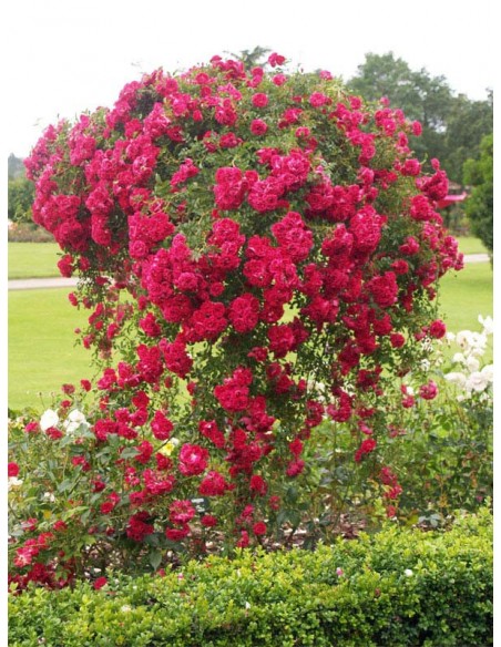 excelsa na pniu zwisająca