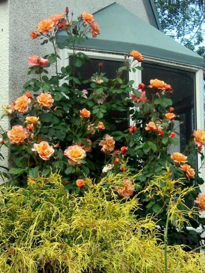 roża westerland parkowa