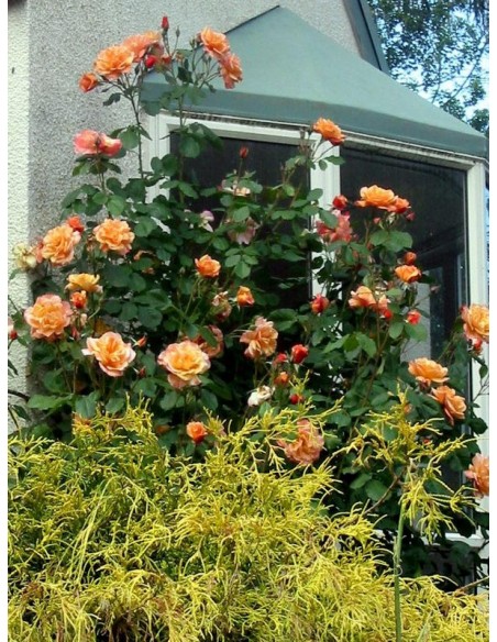 roża westerland parkowa