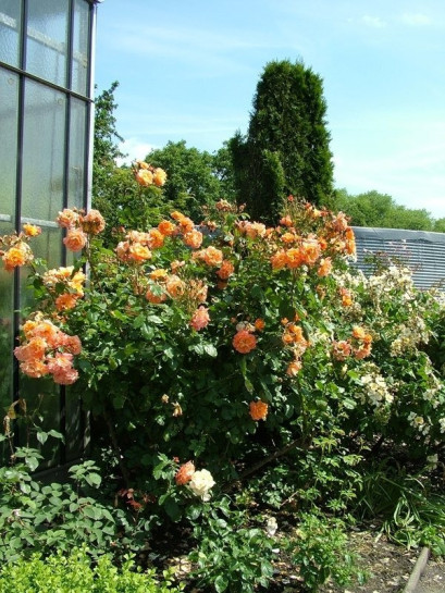 róza westerland parkowy