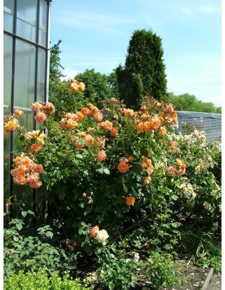 róza westerland parkowy