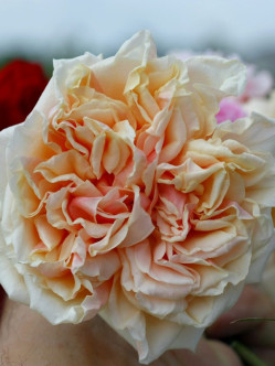 Gloire de Dijon - róże historyczne