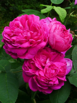 róze hisytoryczne Rose de Resht