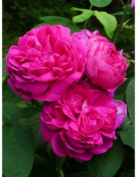 róze hisytoryczne Rose de Resht