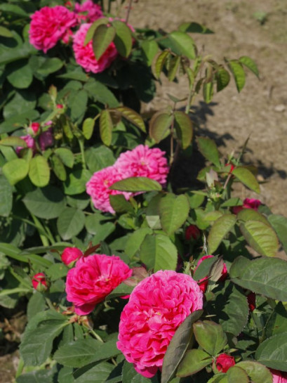 Rose de Resht róża historyczna