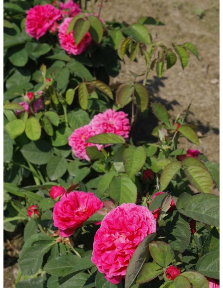 Rose de Resht róża historyczna