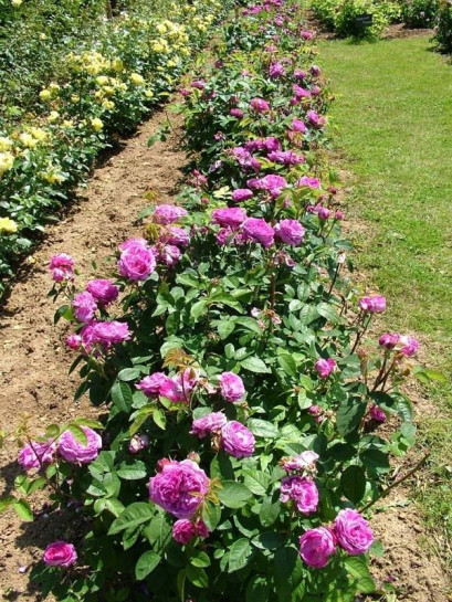 róża historyczna Rose de Resht