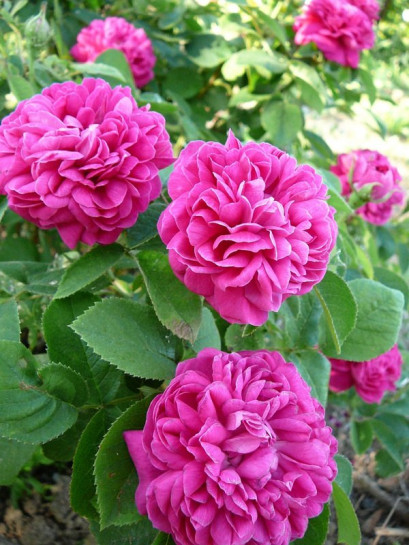 Rose de Resht historyczne róże