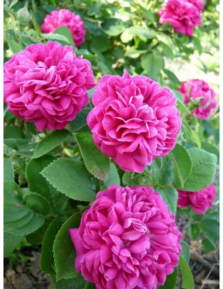 Rose de Resht historyczne róże