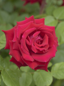 Uncle Walter róze wielkokwiatowe