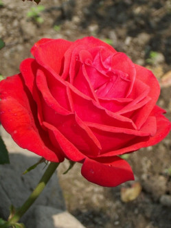 Uncle Walter róze wielkokwiatowe 2