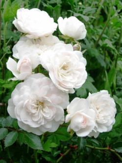 róże okrywowe swany