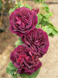 róże historyczne Souvenir du dr. Jamain