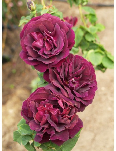 róże historyczne Souvenir du dr. Jamain