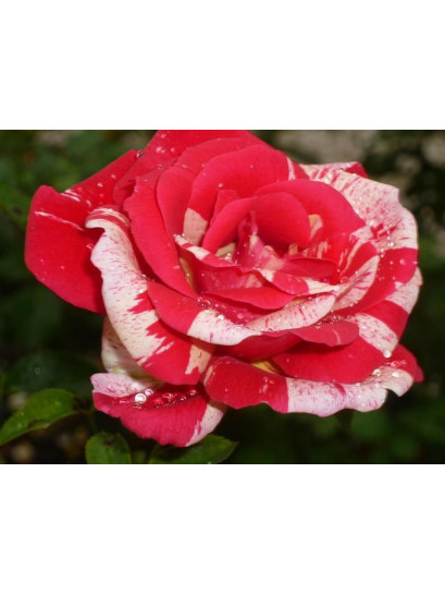 grandiflora papageno