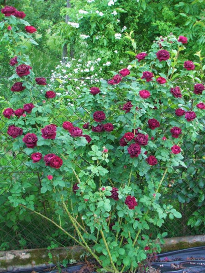 SOUVENIR du dr JAMAIN róża historyczna