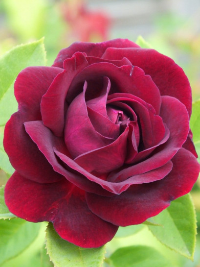 Souvenir du Dr Jamain_róże historyczne