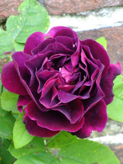 róże historyczne Souvenir du Dr Jamain