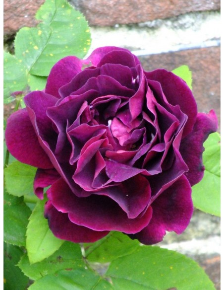 róże historyczne Souvenir du Dr Jamain