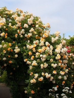 pnące róże historyczne - Ghislaine de Feligonde