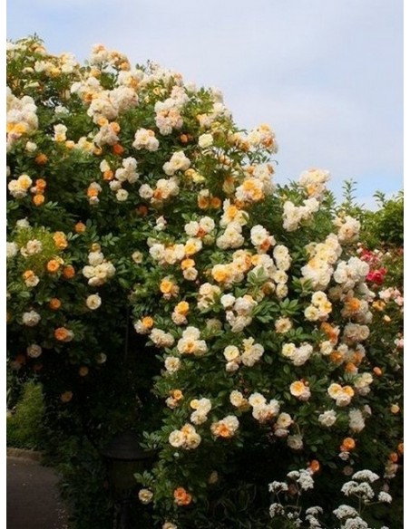 pnące róże historyczne - Ghislaine de Feligonde