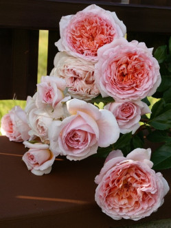 angielskie róże parkowe Candy Rain