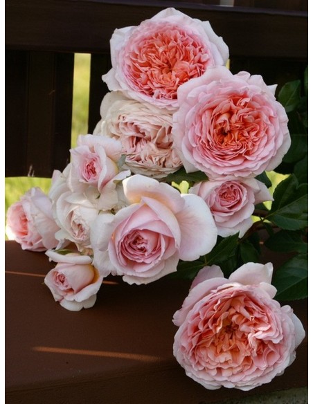 angielskie róże parkowe Candy Rain