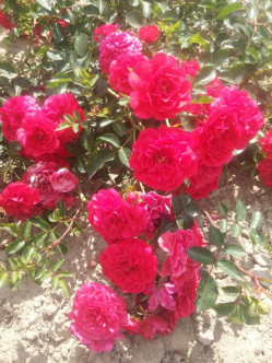 Merkury 2000 róża okrywowa 2