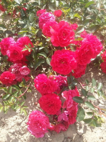 MERCURY 2000 róża okrywowa