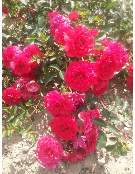 MERCURY 2000 róża okrywowa