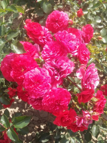 MERCURY 2000 róża okrywowa