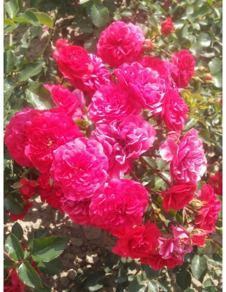 MERCURY 2000 róża okrywowa