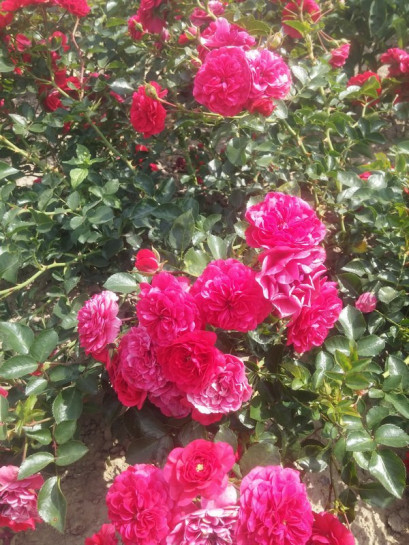 MERCURY 2000 róża okrywowa