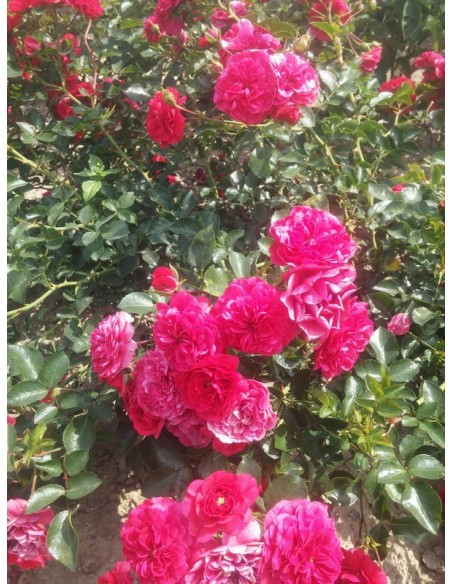 MERCURY 2000 róża okrywowa