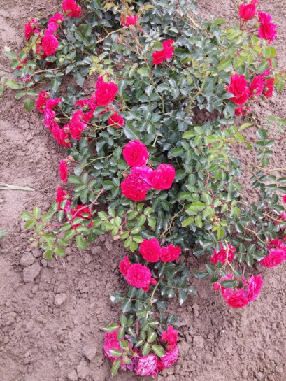 MERCURY 2000 róża okrywowa