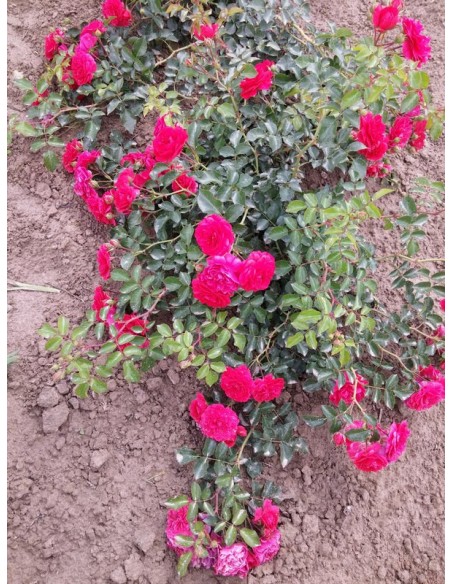 MERCURY 2000 róża okrywowa