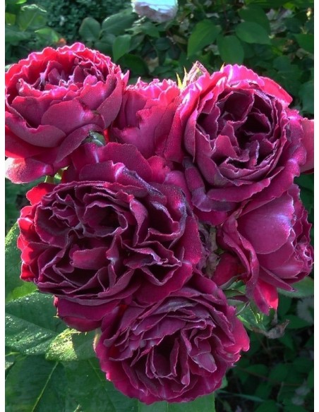 róże historyczne Baron Girod de l'Ain