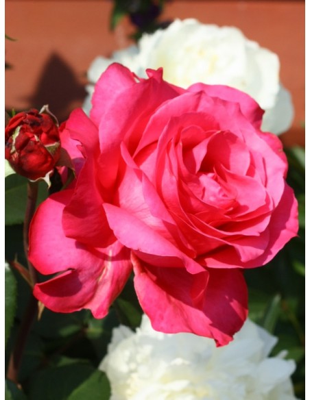 Venrosa wielkokwiatowe róże