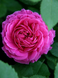 róże historyczne Mme Isaac Pereire