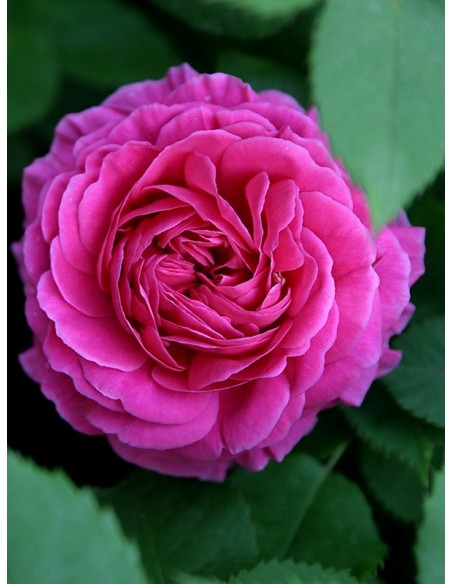 róże historyczne Mme Isaac Pereire