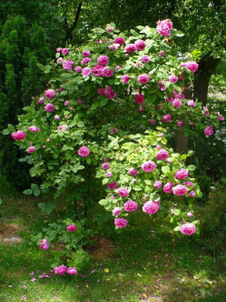 róże historyczne Mme Isaac Pereire 2