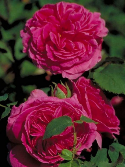 róże historyczne Madame_Isaac_Pereire